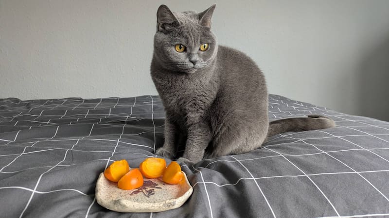 Gato comiendo frutas