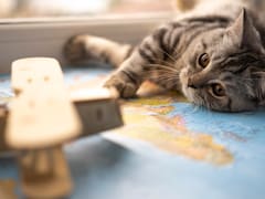 Viajar con tus mascotas: cuál es el protocolo en Estados Unidos y qué animales están permitidos por el USDA