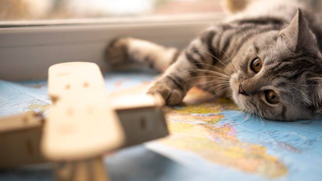 Viajar con tus mascotas: cuál es el protocolo en Estados Unidos y qué animales están permitidos por el USDA