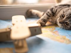 Mars trae a México Temptations, una marca de premios para gatos con veinte años en el mercado