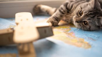 Mars trae a México Temptations, una marca de premios para gatos con veinte años en el mercado