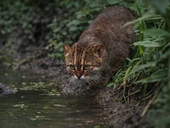 Milagro en el mundo animal: regresa un felino creído extinto hace treinta años y los científicos no pueden creerlo