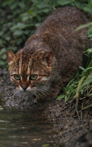 Milagro en el mundo animal: regresa un felino creído extinto hace treinta años y los científicos no pueden creerlo