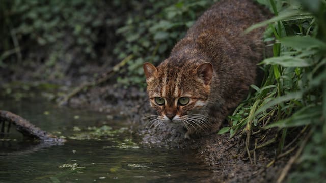Milagro en el mundo animal: regresa un felino creído extinto hace treinta años y los científicos no pueden creerlo