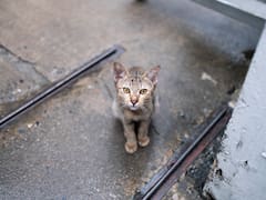 Una gata pasó un mes encerrada en la casa de su dueño fallecido y logró sobrevivir: la conmovedora historia que sorprende al mundo