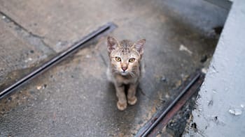 Una gata pasó un mes encerrada en la casa de su dueño fallecido y logró sobrevivir: la conmovedora historia que sorprende al mundo