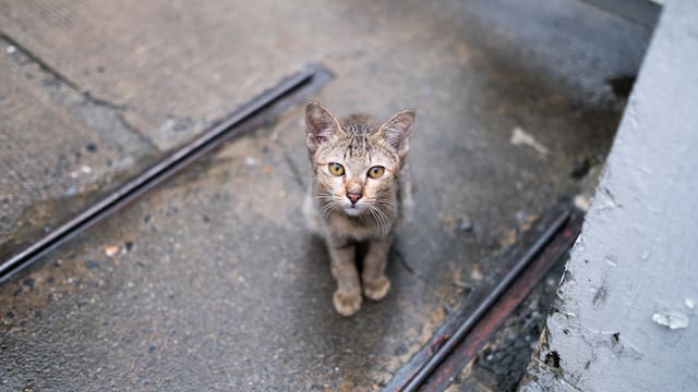 Una gata pasó un mes encerrada en la casa de su dueño fallecido y logró sobrevivir: la conmovedora historia que sorprende al mundo
