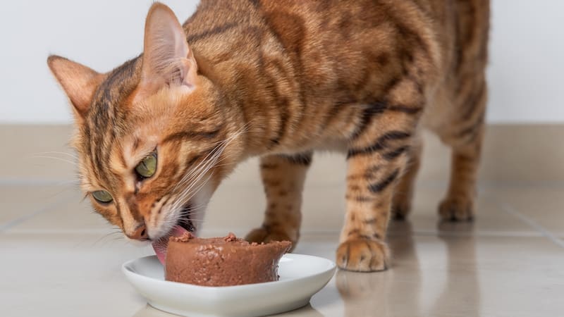 La investigación evaluó 100 productos pertenecientes a 62 marcas de alimento para gatos en formatos secos, húmedos, liofilizados y secados al aire.