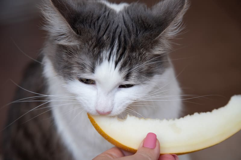 El melón aporta agua, fribra y vitamina C a los gatos.