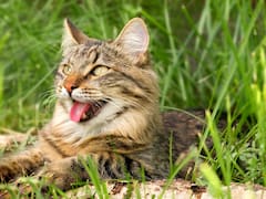 Buscan voluntarios para adoptar 30 gatos por el cierre de un refugio: “Si no encontramos un hogar, acabarán en la calle”