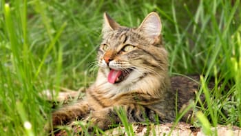 Buscan voluntarios para adoptar 30 gatos por el cierre de un refugio: “Si no encontramos un hogar, acabarán en la calle”