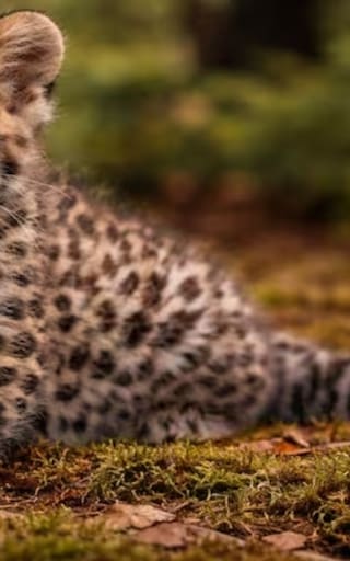 El hallazgo del siglo | El gato más grande del mundo acaba de nacer en Europa y nunca se ha visto algo igual