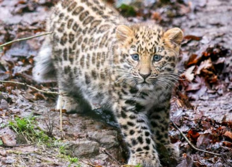 El cuidado de esta especie es clave para los zoológicos (Fuente: archivo).