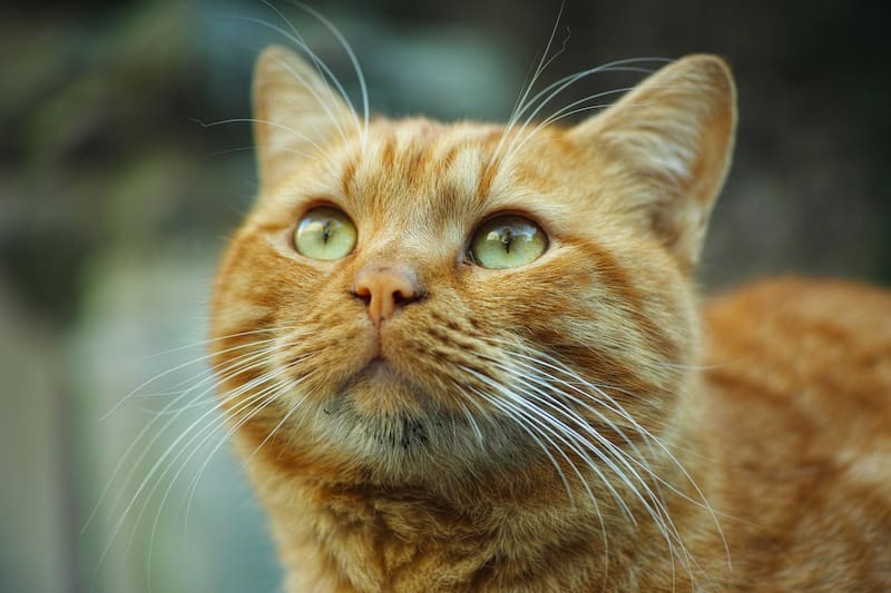 Los gatos naranjas son conocidos por su llamativo pelaje y por la personalidad que muchas personas asocian con ellos. (Fuente: Freepik).