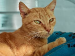 Los veterinarios coinciden: los gatos naranjas son más cariñosos, juguetones y sociables que los de otros colores