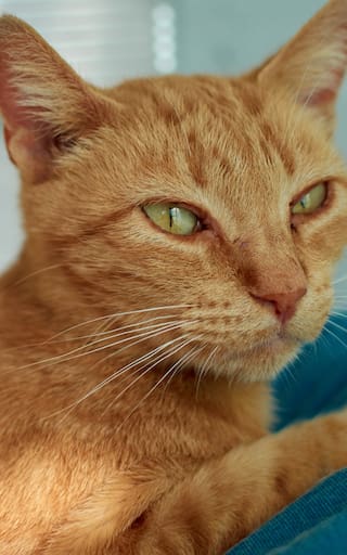 Los veterinarios coinciden: los gatos naranjas son más cariñosos, juguetones y sociables que los de otros colores