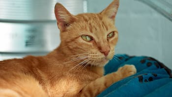 Los veterinarios coinciden: los gatos naranjas son más cariñosos, juguetones y sociables que los de otros colores