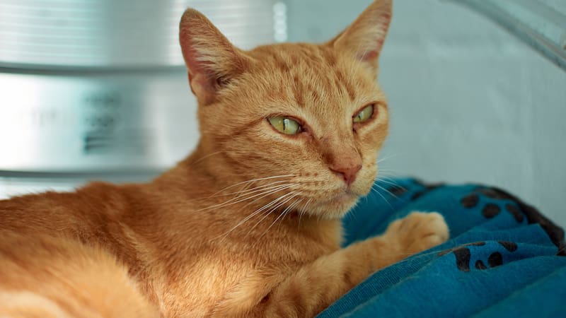 Los gatos naranjas son conocidos por su llamativo pelaje y por la personalidad que muchas personas asocian con ellos.