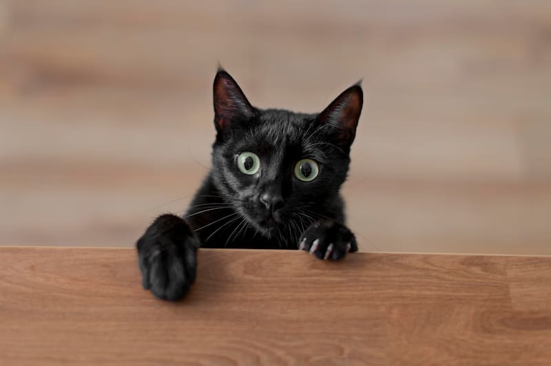 Los gatos negros están asociados desde hace siglos con supersticiones relacionadas con la mala suerte, la brujería y los rituales sobrenaturales. Durante Halloween, estas creencias vuelven a cobrar protagonismo y generan preocupación entre las organizaciones de protección animal.