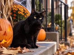 Este es el verdadero peligro que corren los gatos negros en Halloween: noche de rituales, maltratos y secuestros