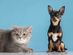 Cómo saber si tu perro o gato te quiere de verdad: las señales de cariño que muchos dueños pasan por alto