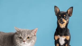 Cómo saber si tu perro o gato te quiere de verdad: las señales de cariño que muchos dueños pasan por alto