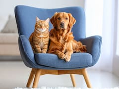 Confirmado | Si tienes un perro o gato en tu casa todos los vecinos pueden denunciarte y hacerte: esto dice la ley