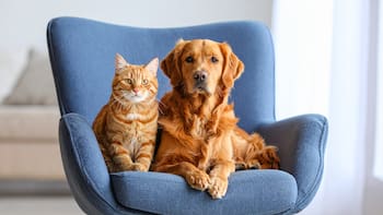 Confirmado | Si tienes un perro o gato en tu casa todos los vecinos pueden denunciarte y hacerte: esto dice la ley