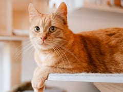 Manuel Manzano, veterinario, revela por qué los gatos eligen a una persona favorita: “Siempre es la que se muestra más distante”