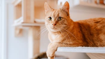 Manuel Manzano, veterinario, revela por qué los gatos eligen a una persona favorita: “Siempre es la que se muestra más distante”
