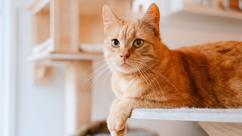 Existen múltiples especies de gatos.