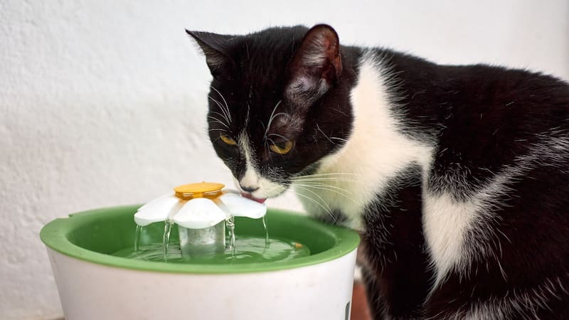 Es importante revisar la hidratación de los gatos.