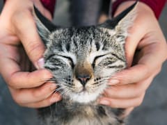 Nueva ley animal en Edomex | Si no registras tu mascota antes de esta fecha te pueden multar y arrestar