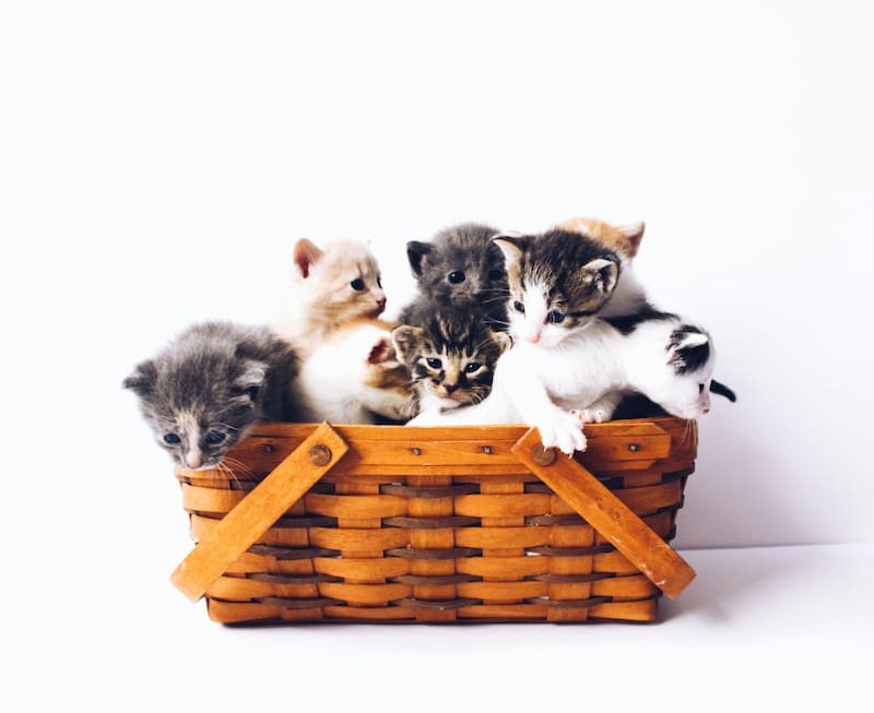 Solo los criadores registrados pueden hacer criar perros y gatos.