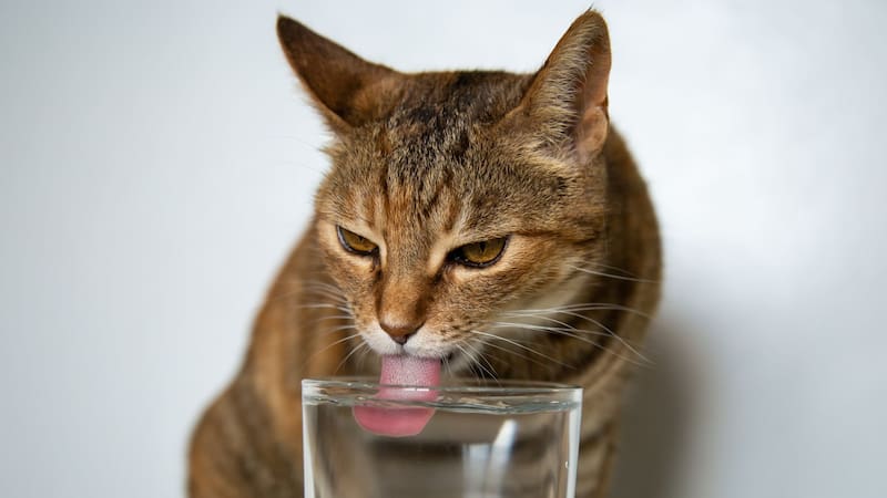 Un gato tomando agua.