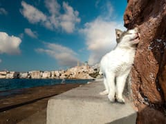 En 1949, trabajadores abandonaron cinco gatos en una isla remota. 77 años después, los científicos analizaron las colonias y quedaron helados