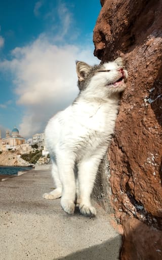 En 1949, trabajadores abandonaron cinco gatos en una isla remota. 77 años después, los científicos analizaron las colonias y quedaron helados