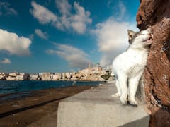 En 1949, trabajadores abandonaron cinco gatos en una isla remota. 77 años después, los científicos analizaron las colonias y quedaron helados