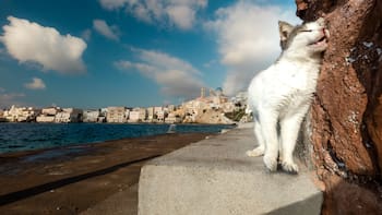 En 1949, trabajadores abandonaron cinco gatos en una isla remota. 77 años después, los científicos analizaron las colonias y quedaron helados
