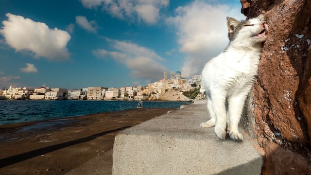 En 1949, trabajadores abandonaron cinco gatos en una isla remota. 77 años después, los científicos analizaron las colonias y quedaron helados