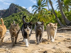Llevaron 5 gatos para exterminar las ratas que invadían su isla: medio siglo después se quedaron sin una de sus especies icónicas