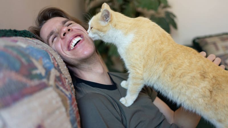 Un estudio quiso conocer por qué los gatos les maúllan más a los hombres. Foto: Shutterstock.