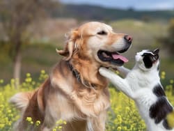 Invirtieron u$s 1 millón tras una pérdida personal y crearon un alimento premium para mascotas