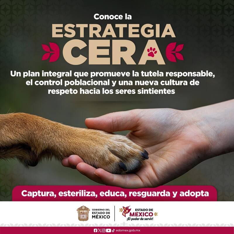 Transforma para siempre la posesión de animales en México: despedida a los perros en la calle (foto: archivo).