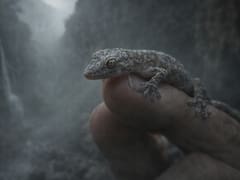 Sorpresa en los cañones sudafricanos | Vuelve un gecko dado por perdido hace 30 años