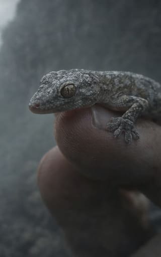 Sorpresa en los cañones sudafricanos | Vuelve un gecko dado por perdido hace 30 años