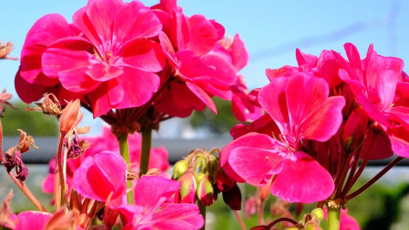Cómo hacer florecer los geranios. Foto: Shutterstock
