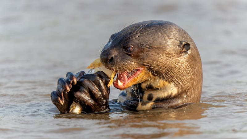 Giant River Otter, Pteronura brasiliensis, hunting and eating fish, Matto Grosso, Pantanal, Brazil, South America