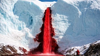 “Cataratas de sangre” en la Antártida: el hallazgo que reescribe lo que se sabe sobre la vida