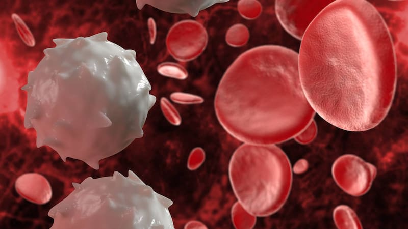 También podrán recibir los cuatro componentes principales: glóbulos rojos, glóbulos blancos, plasma y plaquetas (Fuente: Shutterstock)